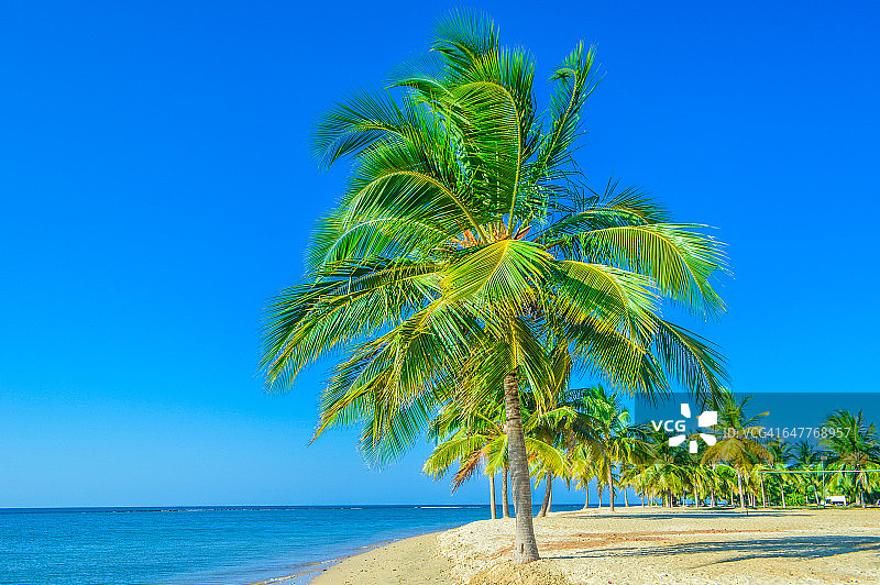 帕斯库达湾海滩上的椰子树图片素材