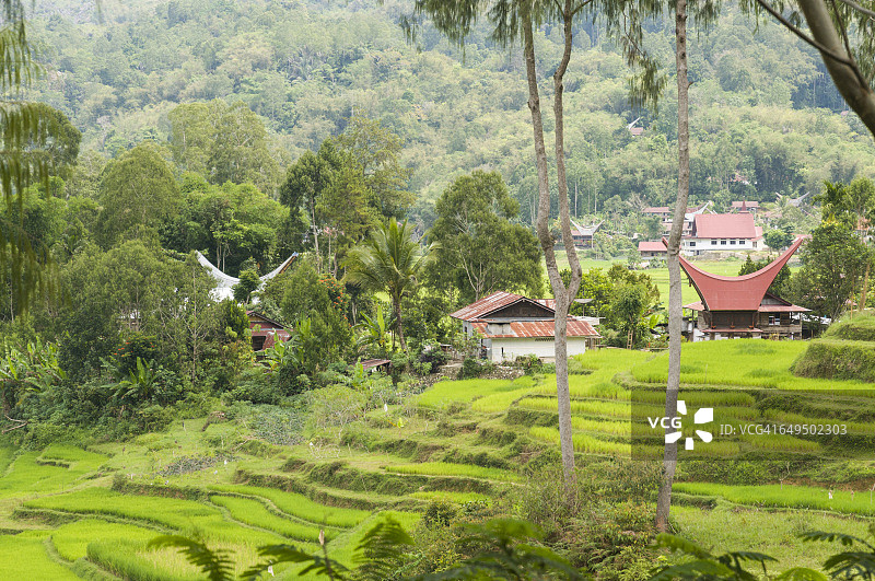 博里村的梯田图片素材