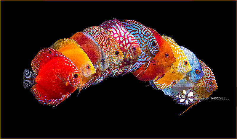 10种神仙鱼的数字分层图片素材