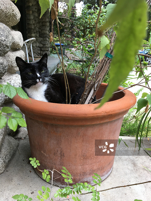 在有趣地方发现的动物图片素材