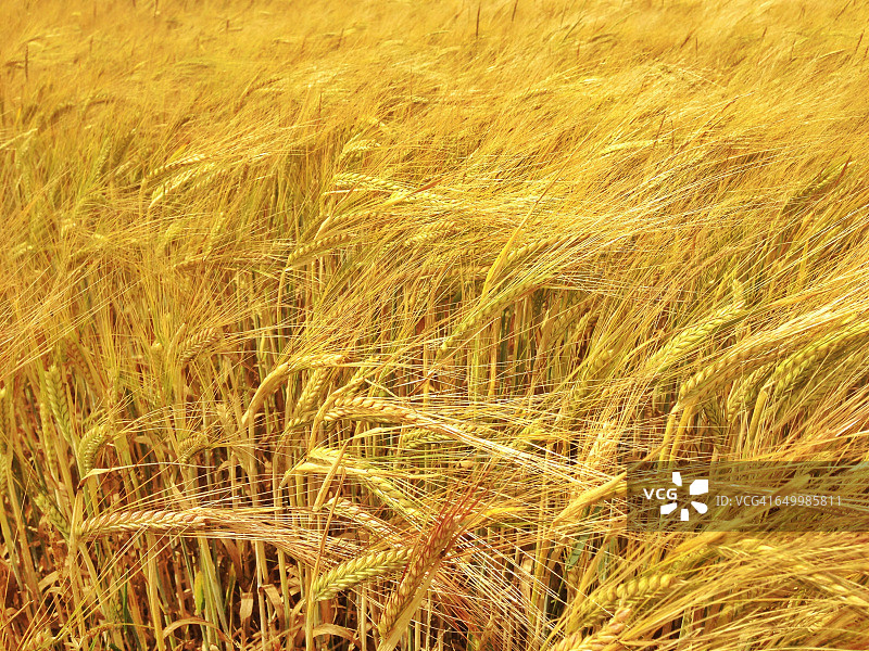 色彩故事-黄色图片素材