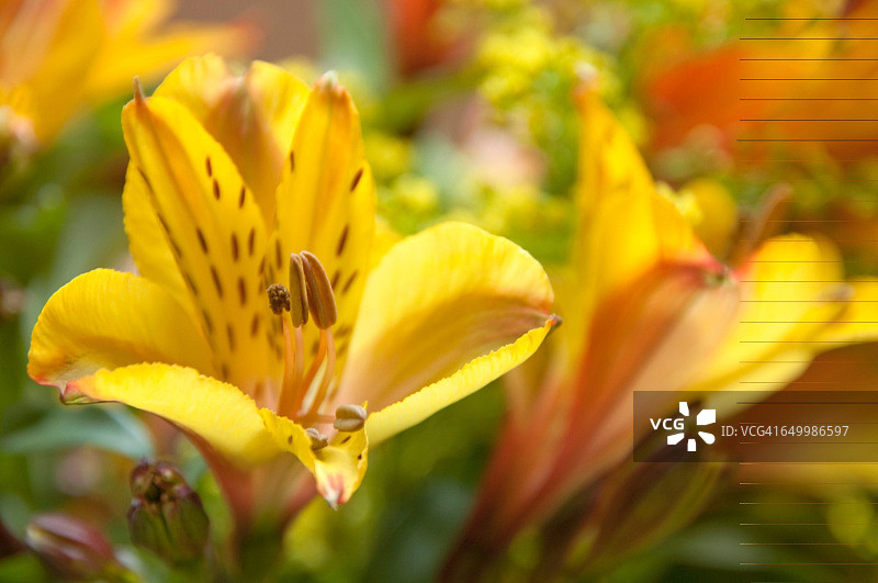 色彩故事-黄色图片素材