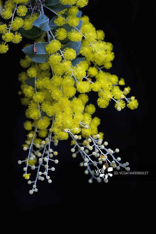 色彩故事-黄色图片素材