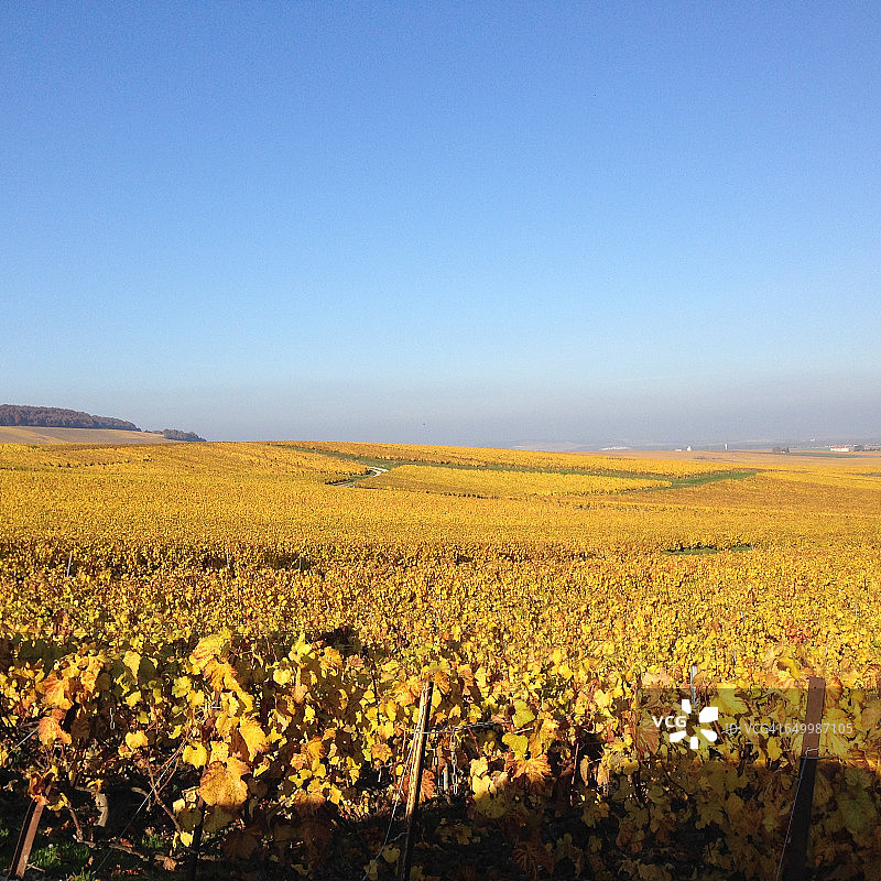 色彩故事-黄色图片素材