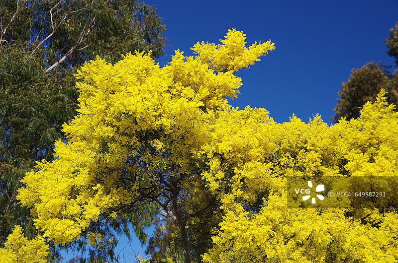 色彩故事-黄色图片素材