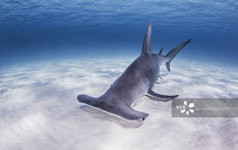 海底附近游动的大双髻鲨图片素材