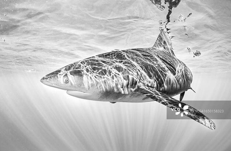 在海洋表面附近游动的大白鲨图片素材