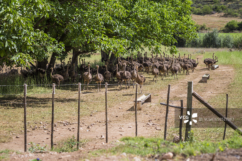 在农场里寻找树荫的鸵鸟图片素材