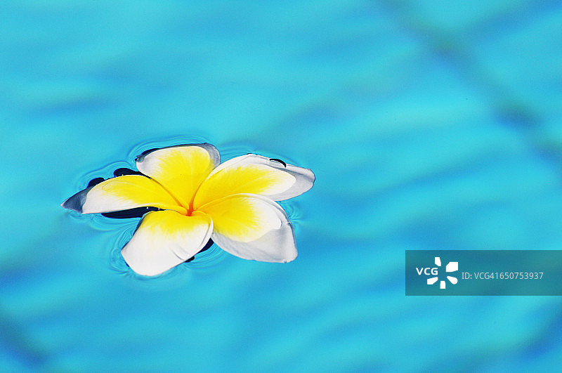 漂浮在水池中的花朵图片素材