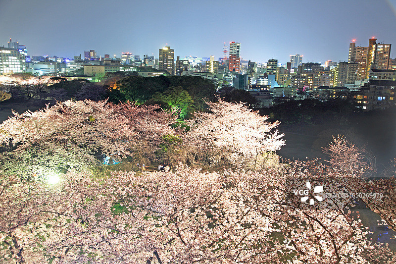 日本樱花节图片素材