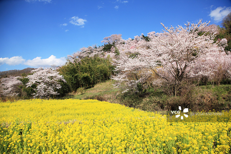 日本福岛花见山公园鲜花盛开图片素材