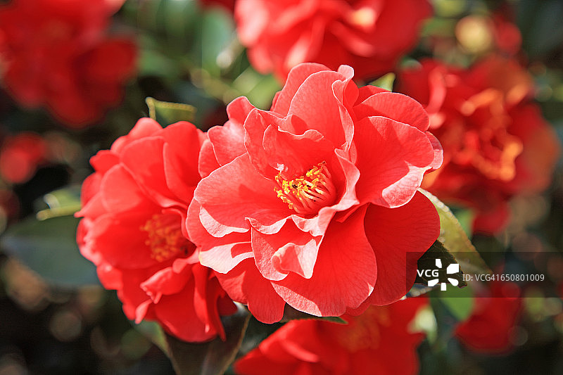 山茶花图片素材