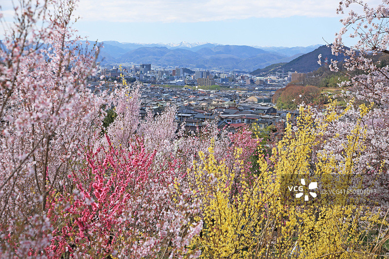 日本福岛花见山公园鲜花盛开图片素材