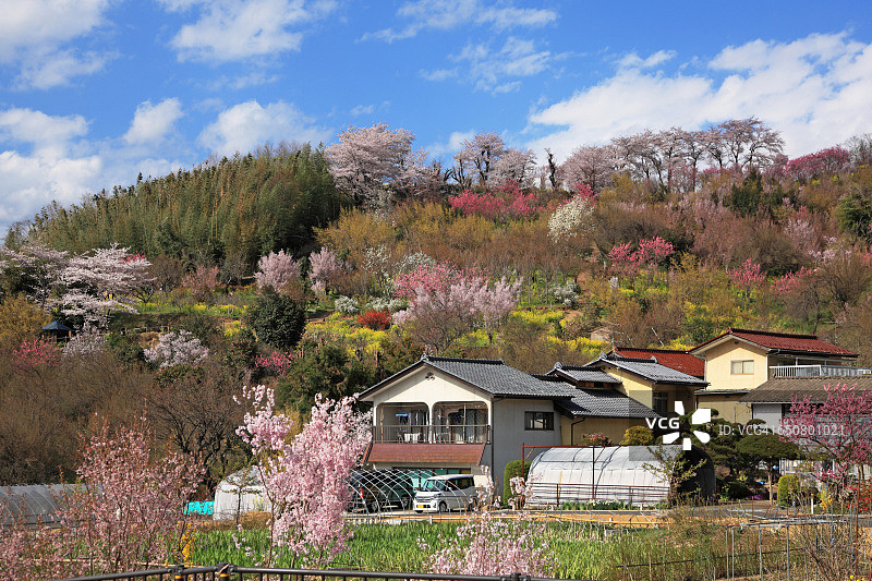 日本福岛花见山公园鲜花盛开图片素材