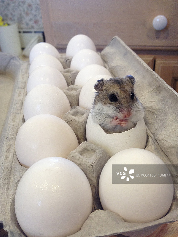 在有趣地方发现的动物图片素材
