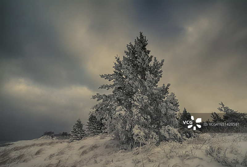 冬季雪 covered 树木图片素材