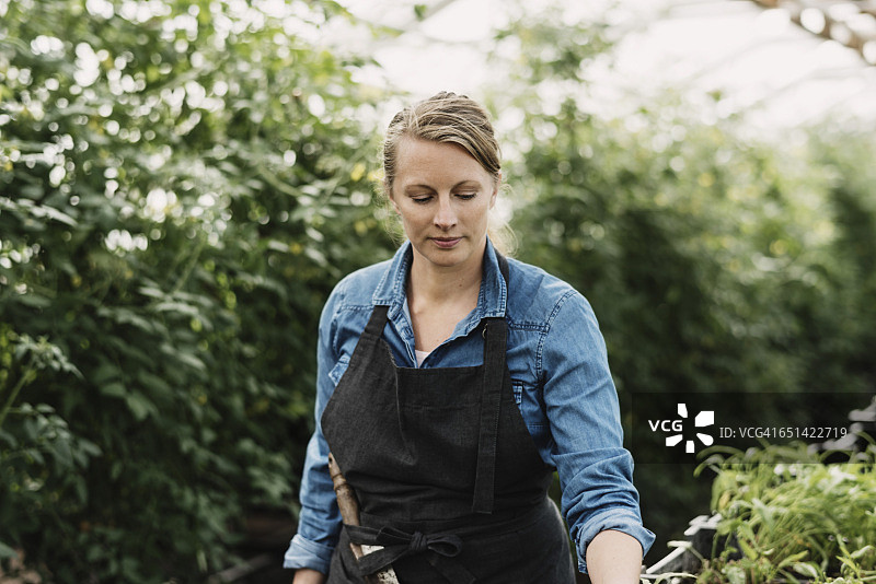 戴着围裙，在温室里看盆栽植物的女园丁图片素材