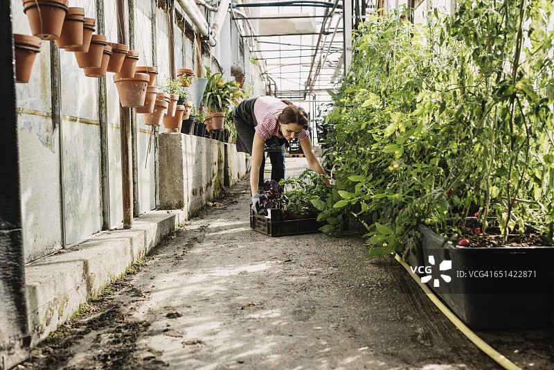 园丁在温室里挑选装有植物的手推车图片素材