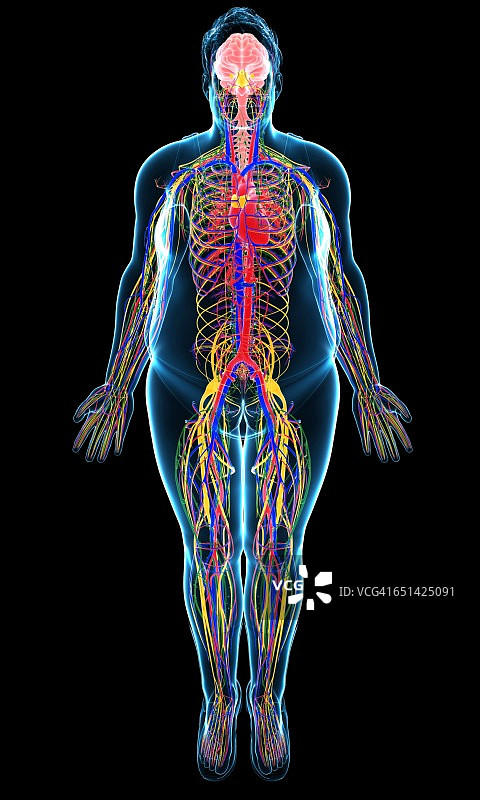 人体内部系统图图片素材
