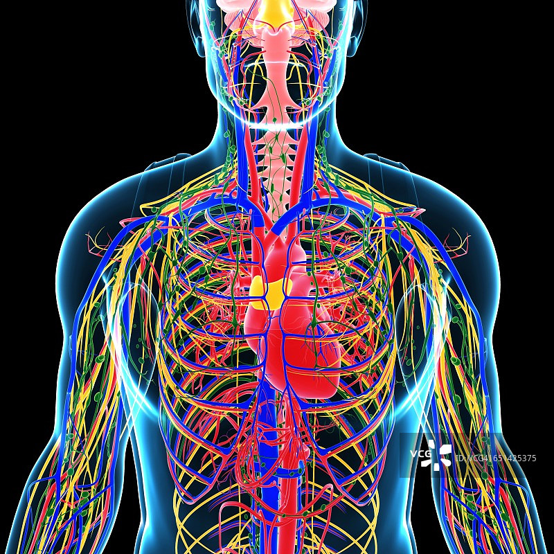 人体内部系统图图片素材