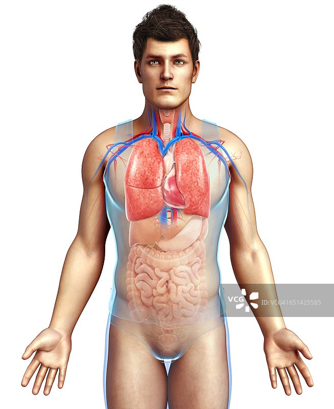 人体呼吸系统示意图图片素材