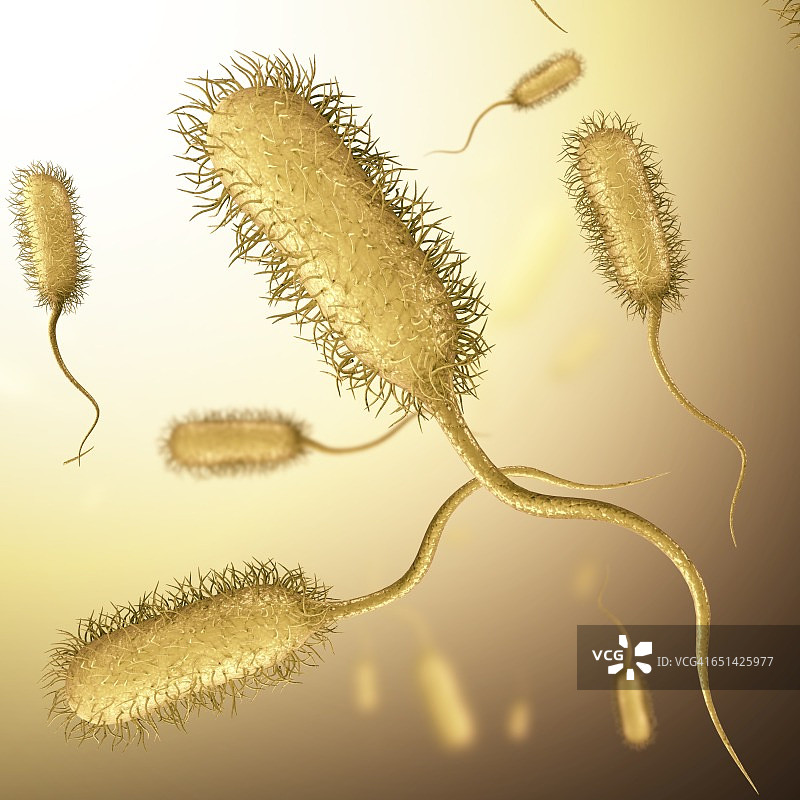 大肠杆菌细菌，图示图片素材