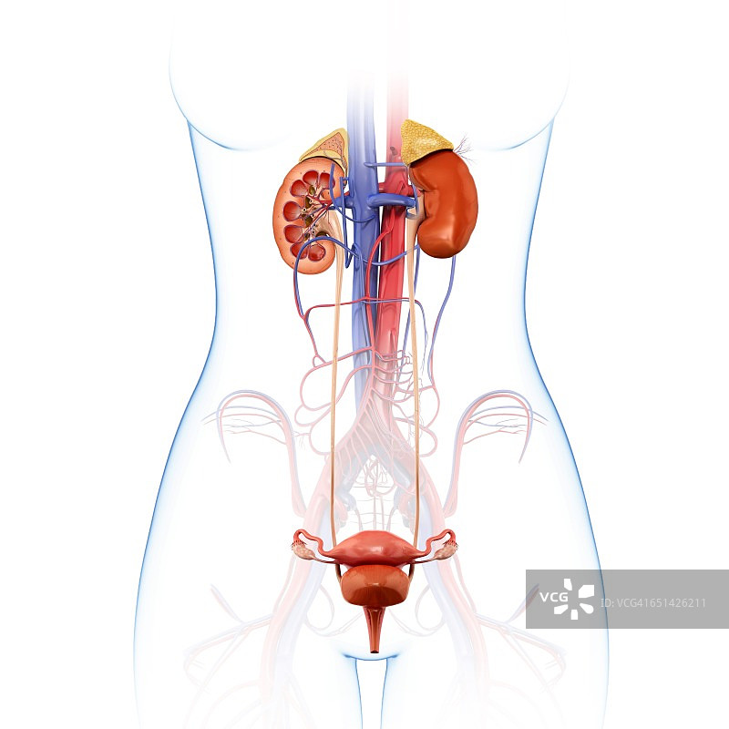 人体肾脏图图片素材
