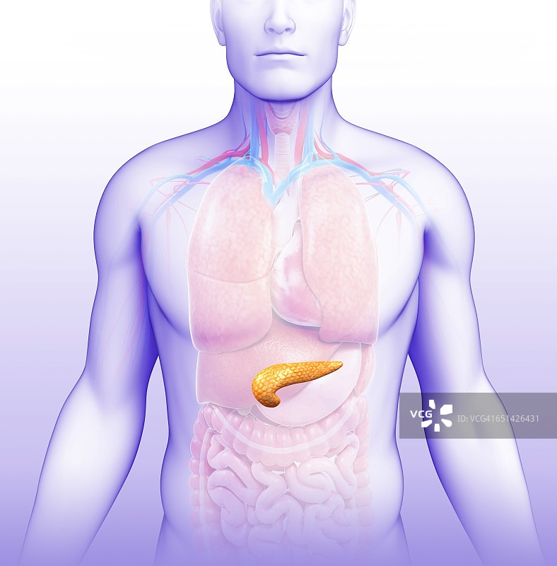 人类胰腺插图图片素材