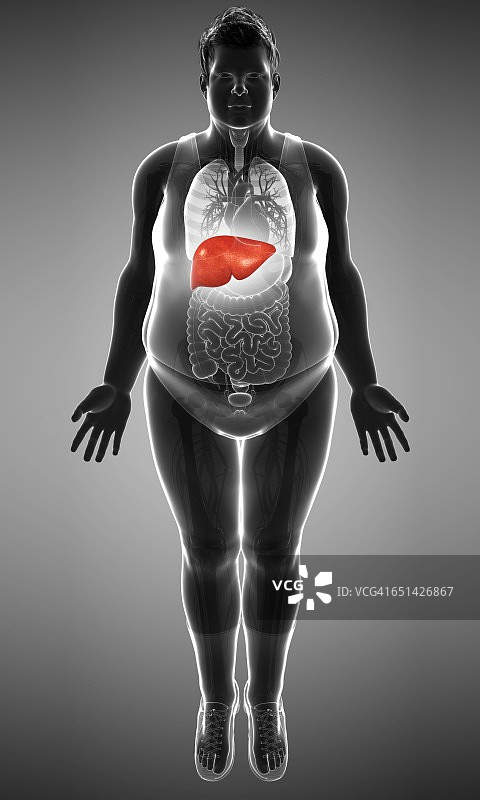 人类的肝脏、插图图片素材