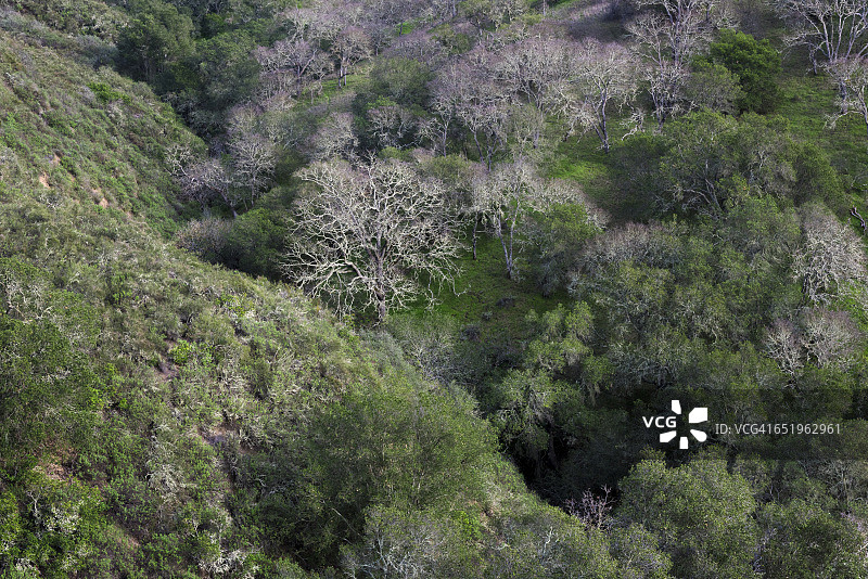 峡谷中的树木图片素材