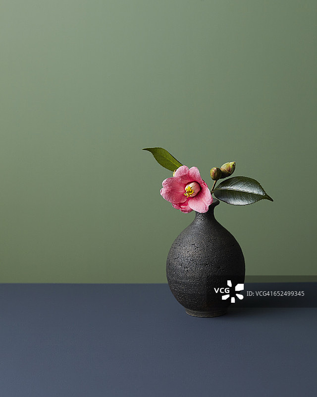 日本山茶花图片素材