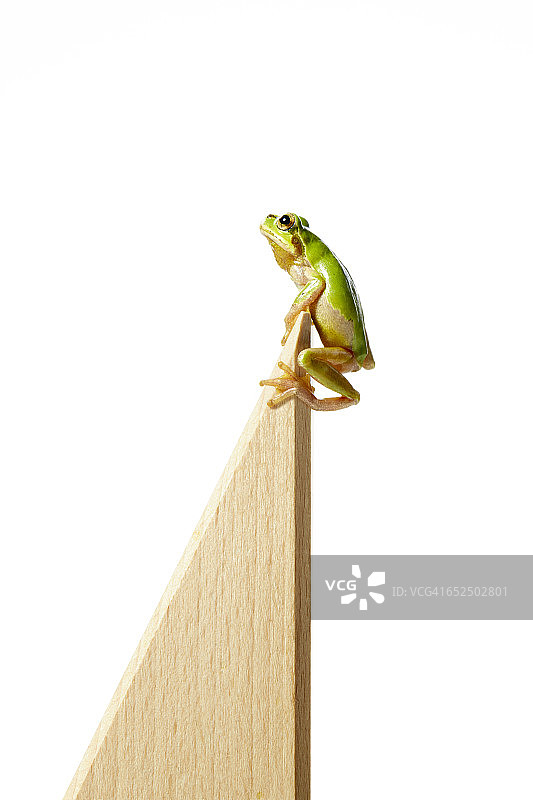 攀爬的青蛙图片素材