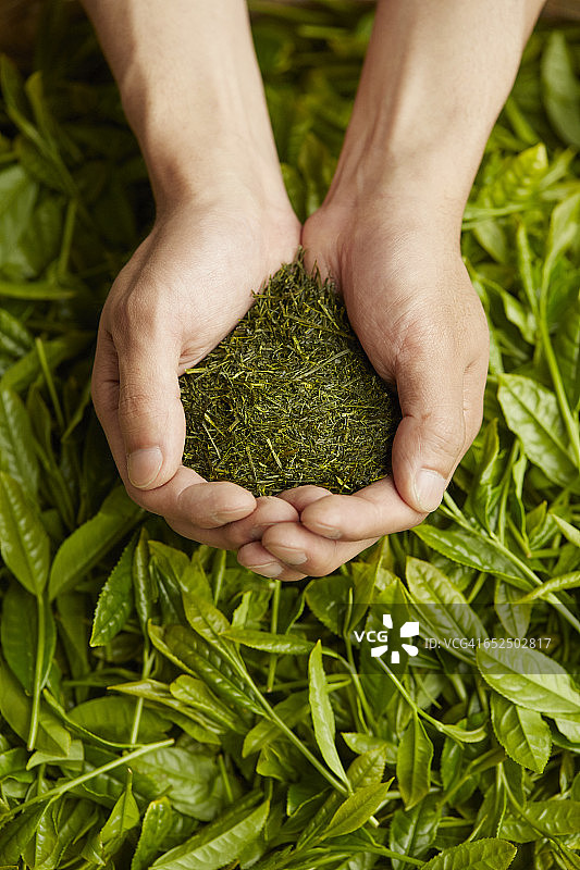 男人拿着一片绿茶叶图片素材