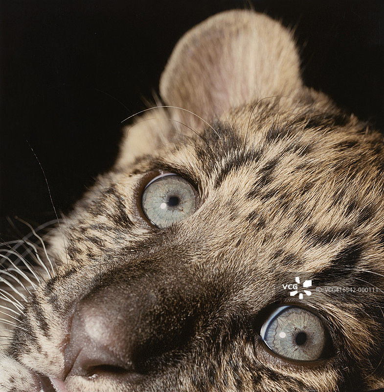 小猎豹的眼睛图片素材