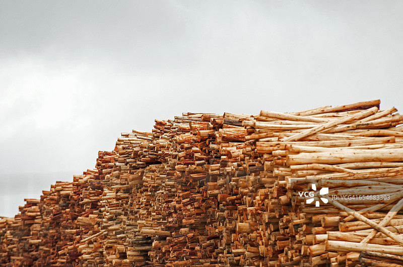 南非理查兹湾的相思树木材图片素材