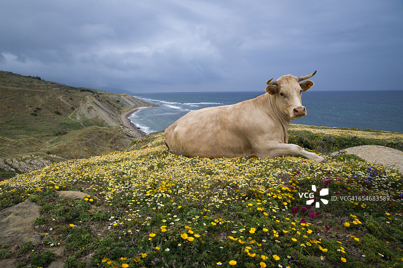 西班牙安达卢西亚加的斯塔里法埃斯特雷乔国家公园的奶牛图片素材