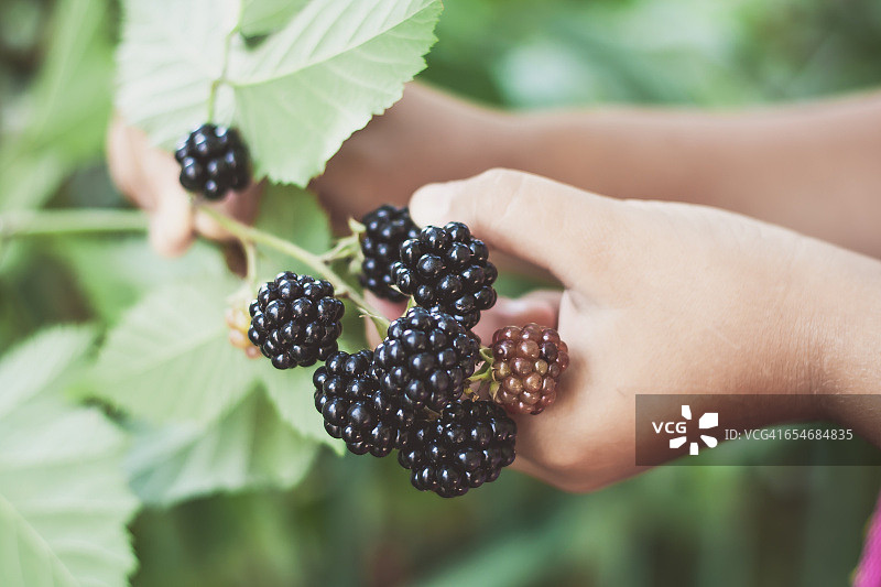 人手采摘黑莓果实特写图片素材