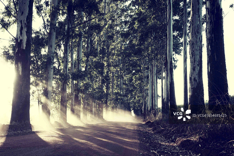 南非墨西拿蓝桉树林荫道上的土路图片素材