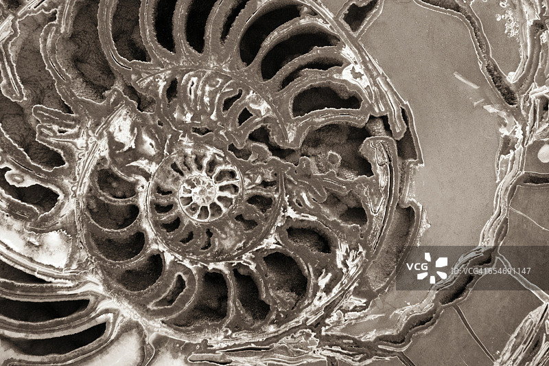 螺旋贝壳化石图片素材