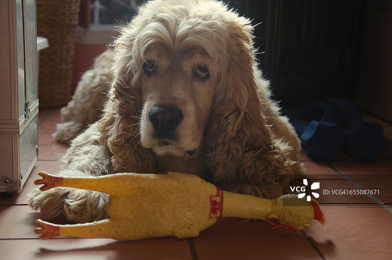 宠物和它们最喜欢的玩具图片素材