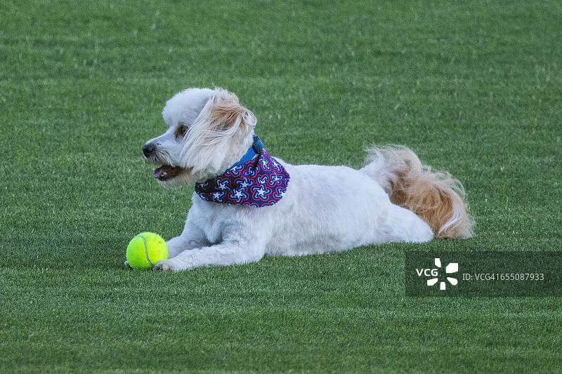 宠物和它们最喜欢的玩具图片素材