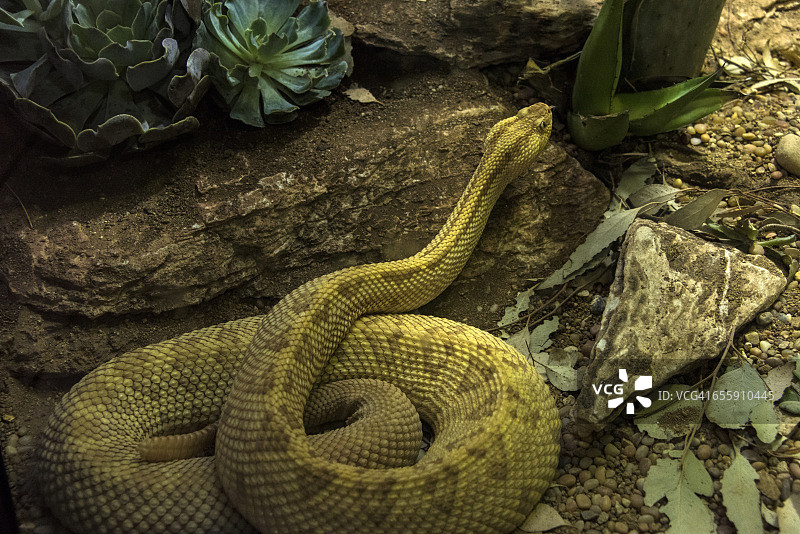 西北新热带响尾蛇图片素材