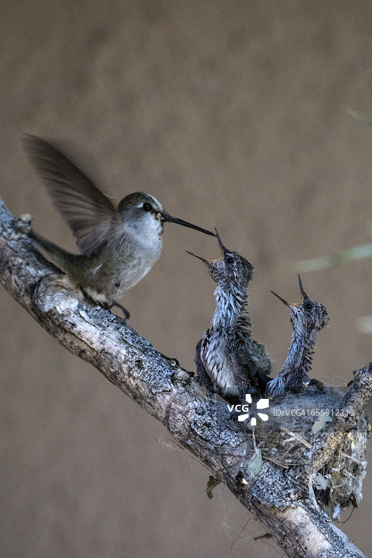 蜂鸟筑巢图片素材