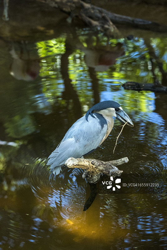 Boat-billed鹭图片素材