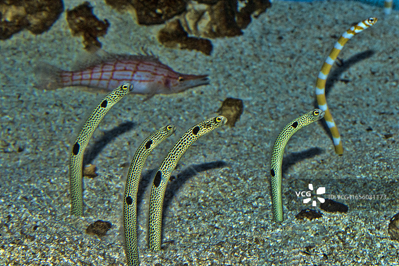 花园鳗图片素材