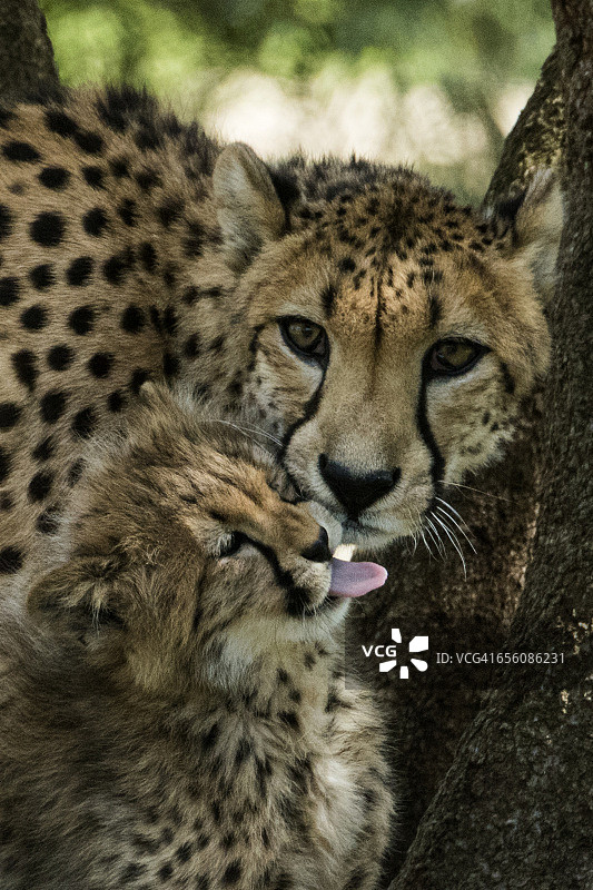猎豹妈妈和幼崽图片素材