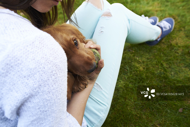 主人在花园里和可卡犬幼犬玩耍图片素材