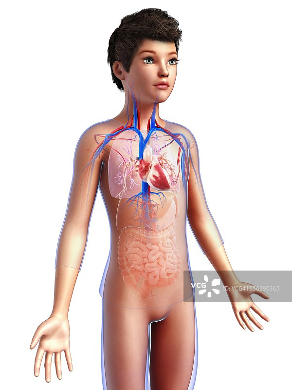 儿童的血管系统，图示图片素材