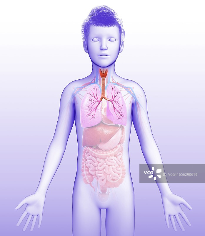 人类支气管结构图图片素材