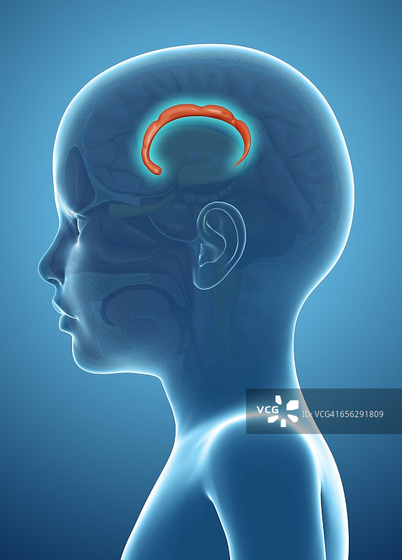 人脑扣带回示意图图片素材